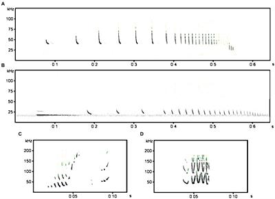 Nathusius’ bats, Pipistrellus nathusii, bypass mating opportunities of their own species, but respond to foraging heterospecifics on migratory transit flights